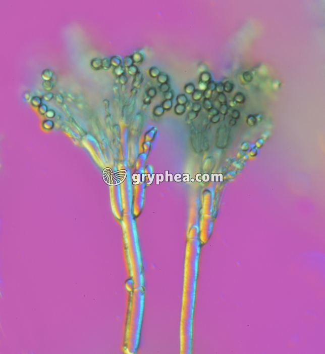 Penicillium x160 - gryphea.com